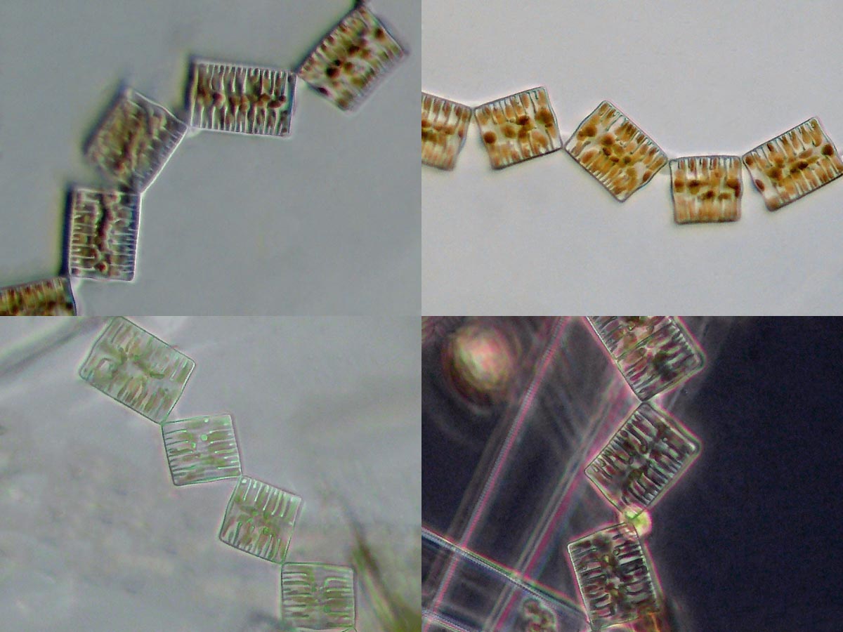 Tabellaria flocculosa